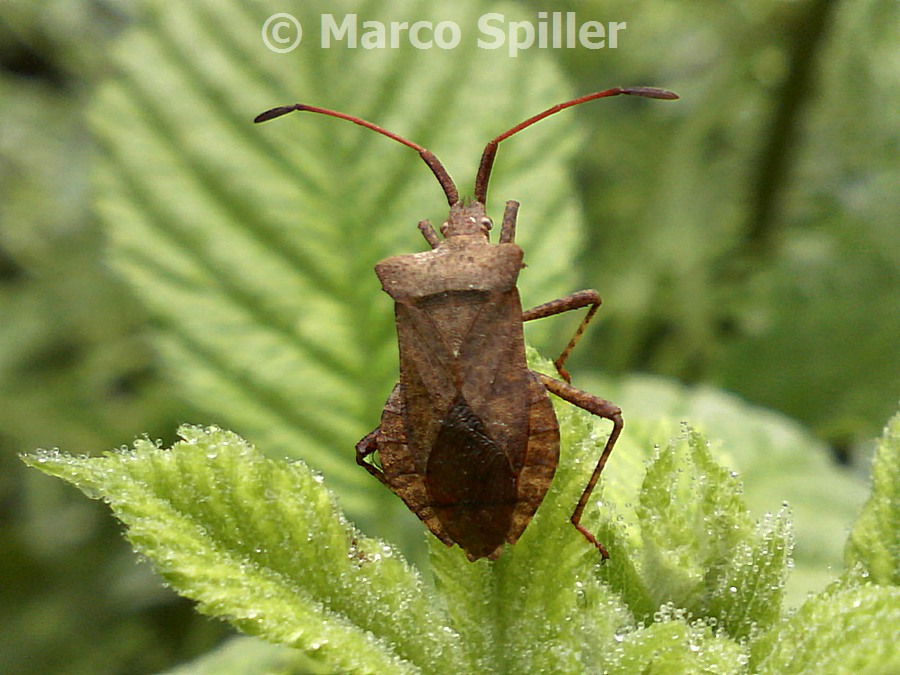 Coreidae: Coreus marginatus della Lombardia (MI)